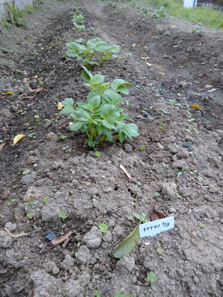 ジャガイモの栽培 芽かき 2回目の土寄せ